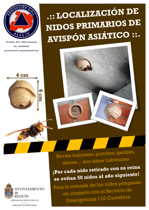 Cartel localización nidos avispón asiático